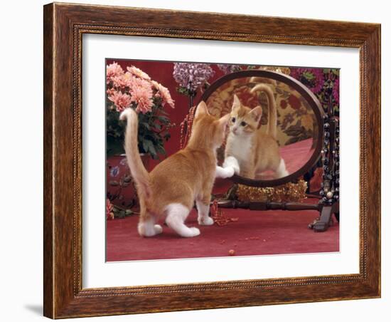 Domestic Cat, Ginger and White Kitten Looking at Reflection in Mirror-Jane Burton-Framed Photographic Print