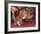 Domestic Cat, Ginger and White Kitten Looking at Reflection in Mirror-Jane Burton-Framed Photographic Print