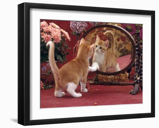Domestic Cat, Ginger and White Kitten Looking at Reflection in Mirror-Jane Burton-Framed Photographic Print