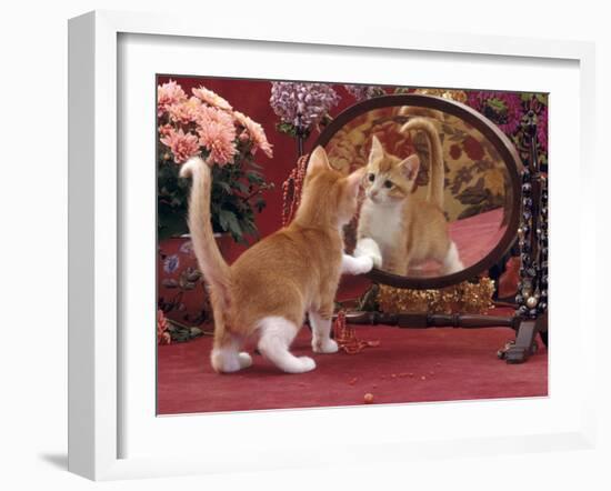 Domestic Cat, Ginger and White Kitten Looking at Reflection in Mirror-Jane Burton-Framed Photographic Print