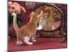 Domestic Cat, Ginger and White Kitten Looking at Reflection in Mirror-Jane Burton-Mounted Photographic Print