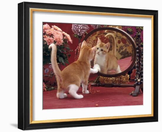 Domestic Cat, Ginger and White Kitten Looking at Reflection in Mirror-Jane Burton-Framed Photographic Print