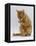Domestic Cat, Ginger Tabby Female Sitting Licking Front Paw-Jane Burton-Framed Premier Image Canvas