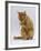 Domestic Cat, Ginger Tabby Female Sitting Licking Front Paw-Jane Burton-Framed Photographic Print