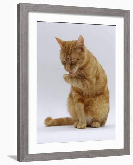 Domestic Cat, Ginger Tabby Female Sitting Licking Front Paw-Jane Burton-Framed Photographic Print