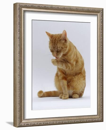 Domestic Cat, Ginger Tabby Female Sitting Licking Front Paw-Jane Burton-Framed Photographic Print
