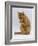 Domestic Cat, Ginger Tabby Female Sitting Licking Front Paw-Jane Burton-Framed Photographic Print