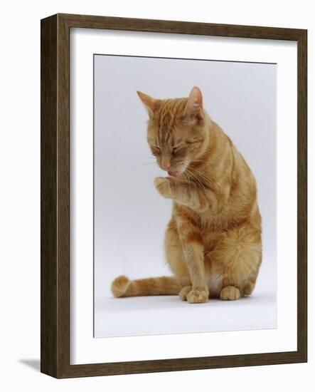 Domestic Cat, Ginger Tabby Female Sitting Licking Front Paw-Jane Burton-Framed Photographic Print