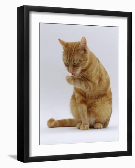 Domestic Cat, Ginger Tabby Female Sitting Licking Front Paw-Jane Burton-Framed Photographic Print