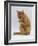 Domestic Cat, Ginger Tabby Female Sitting Licking Front Paw-Jane Burton-Framed Photographic Print