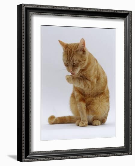 Domestic Cat, Ginger Tabby Female Sitting Licking Front Paw-Jane Burton-Framed Photographic Print