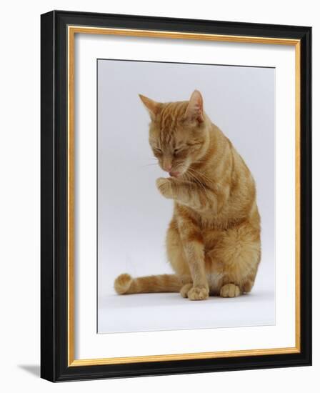 Domestic Cat, Ginger Tabby Female Sitting Licking Front Paw-Jane Burton-Framed Photographic Print