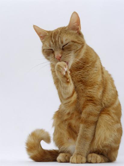 Domestic Cat Ginger Tabby Female Sitting Licking Front Paw 