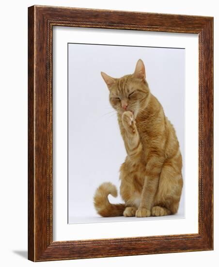 Domestic Cat, Ginger Tabby Female Sitting Licking Front Paw-Jane Burton-Framed Photographic Print