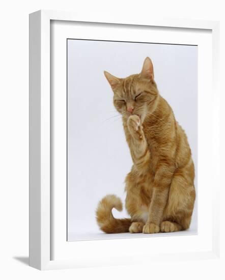 Domestic Cat, Ginger Tabby Female Sitting Licking Front Paw-Jane Burton-Framed Photographic Print