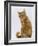 Domestic Cat, Ginger Tabby Female Sitting Licking Front Paw-Jane Burton-Framed Photographic Print