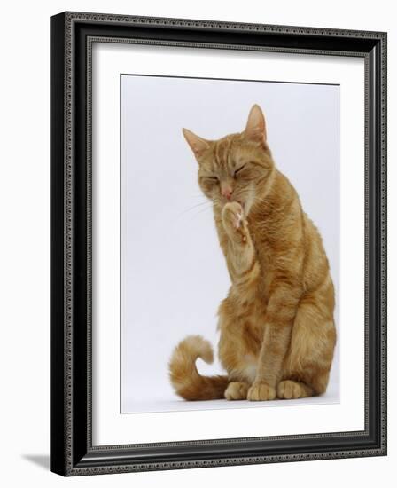 Domestic Cat, Ginger Tabby Female Sitting Licking Front Paw-Jane Burton-Framed Photographic Print