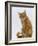 Domestic Cat, Ginger Tabby Female Sitting Licking Front Paw-Jane Burton-Framed Photographic Print