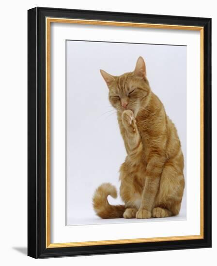 Domestic Cat, Ginger Tabby Female Sitting Licking Front Paw-Jane Burton-Framed Photographic Print