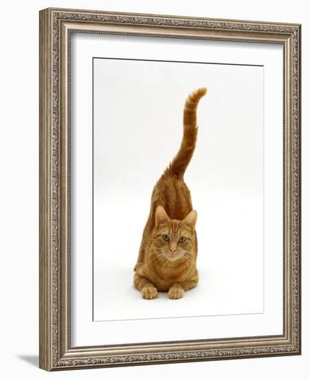 Domestic Cat, Ginger Tabby Female with Rear End and Tail in Air after Enjoying Being Stroked-Jane Burton-Framed Photographic Print