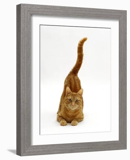 Domestic Cat, Ginger Tabby Female with Rear End and Tail in Air after Enjoying Being Stroked-Jane Burton-Framed Photographic Print