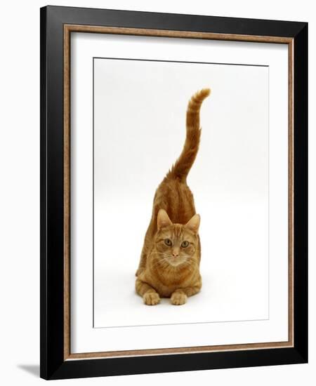 Domestic Cat, Ginger Tabby Female with Rear End and Tail in Air after Enjoying Being Stroked-Jane Burton-Framed Photographic Print