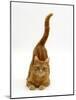 Domestic Cat, Ginger Tabby Female with Rear End and Tail in Air after Enjoying Being Stroked-Jane Burton-Mounted Photographic Print