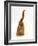 Domestic Cat, Ginger Tabby Female with Rear End and Tail in Air after Enjoying Being Stroked-Jane Burton-Framed Photographic Print