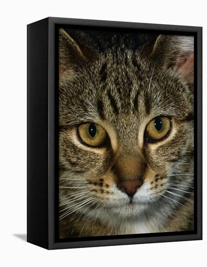 Domestic Cat, Head Portrait of Tabby-Jane Burton-Framed Premier Image Canvas