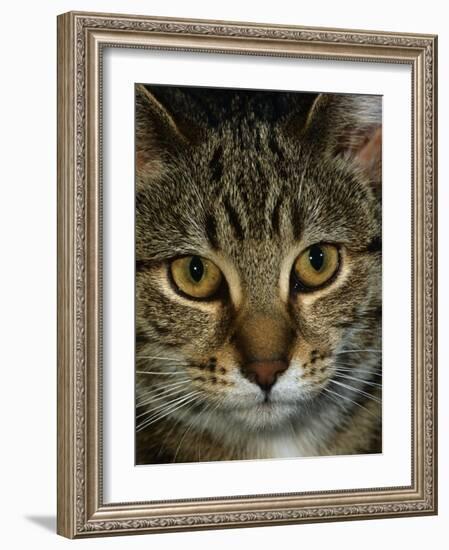 Domestic Cat, Head Portrait of Tabby-Jane Burton-Framed Photographic Print