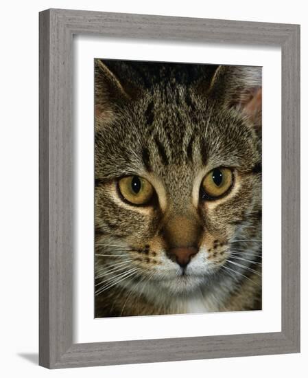 Domestic Cat, Head Portrait of Tabby-Jane Burton-Framed Photographic Print