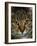 Domestic Cat, Head Portrait of Tabby-Jane Burton-Framed Photographic Print