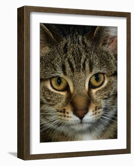 Domestic Cat, Head Portrait of Tabby-Jane Burton-Framed Photographic Print