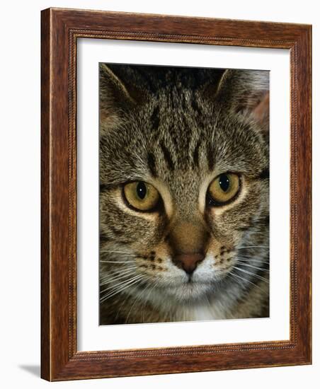 Domestic Cat, Head Portrait of Tabby-Jane Burton-Framed Photographic Print