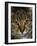 Domestic Cat, Head Portrait of Tabby-Jane Burton-Framed Photographic Print