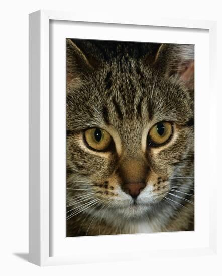 Domestic Cat, Head Portrait of Tabby-Jane Burton-Framed Photographic Print