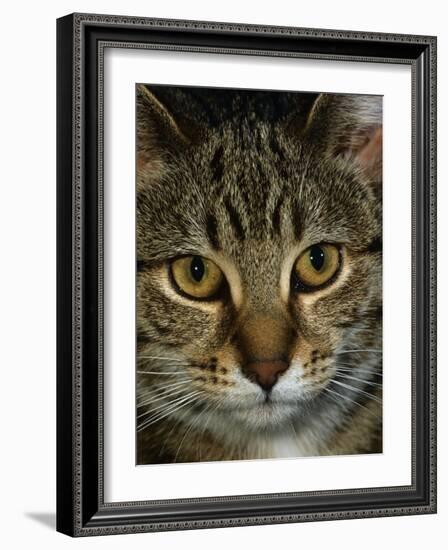 Domestic Cat, Head Portrait of Tabby-Jane Burton-Framed Photographic Print