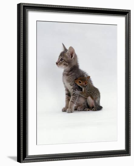 Domestic Cat, Interacting with Baby Grey Squirrel-Jane Burton-Framed Photographic Print