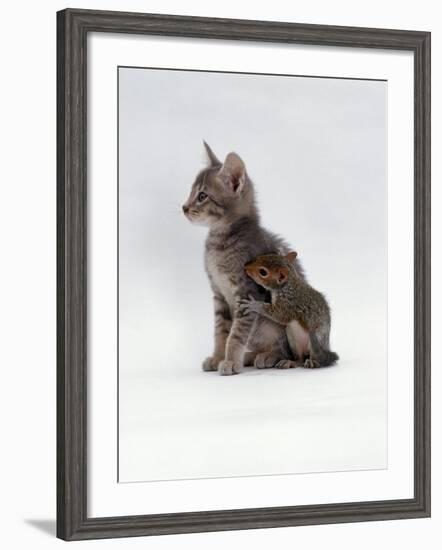 Domestic Cat, Interacting with Baby Grey Squirrel-Jane Burton-Framed Photographic Print