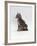 Domestic Cat, Interacting with Baby Grey Squirrel-Jane Burton-Framed Photographic Print