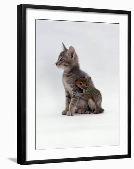 Domestic Cat, Interacting with Baby Grey Squirrel-Jane Burton-Framed Photographic Print