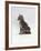 Domestic Cat, Interacting with Baby Grey Squirrel-Jane Burton-Framed Photographic Print