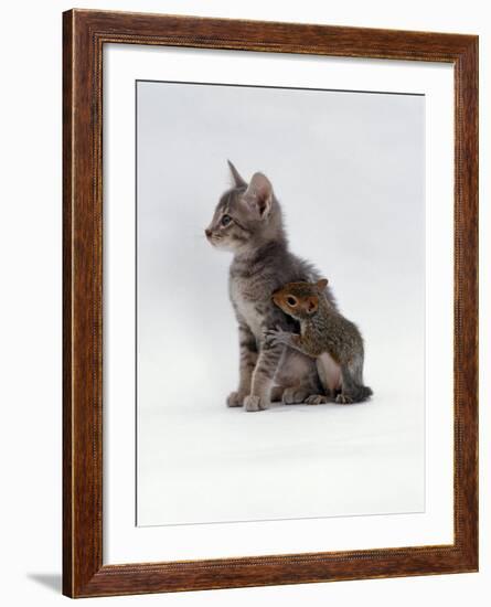 Domestic Cat, Interacting with Baby Grey Squirrel-Jane Burton-Framed Photographic Print