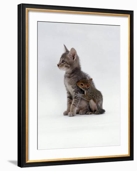 Domestic Cat, Interacting with Baby Grey Squirrel-Jane Burton-Framed Photographic Print