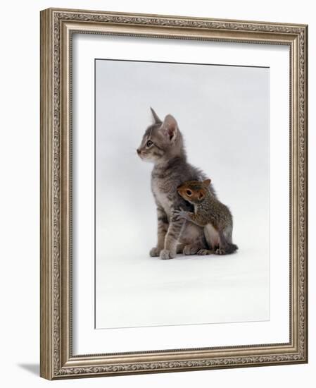 Domestic Cat, Interacting with Baby Grey Squirrel-Jane Burton-Framed Photographic Print