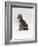 Domestic Cat, Interacting with Baby Grey Squirrel-Jane Burton-Framed Photographic Print