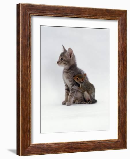 Domestic Cat, Interacting with Baby Grey Squirrel-Jane Burton-Framed Photographic Print