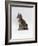 Domestic Cat, Interacting with Baby Grey Squirrel-Jane Burton-Framed Photographic Print