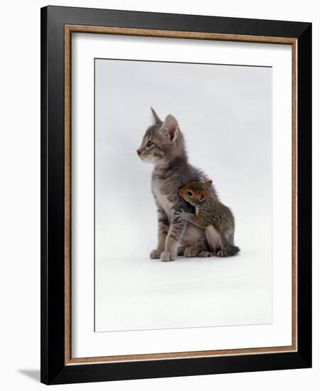 Domestic Cat, Interacting with Baby Grey Squirrel-Jane Burton-Framed Photographic Print