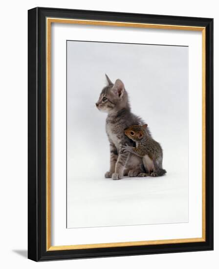 Domestic Cat, Interacting with Baby Grey Squirrel-Jane Burton-Framed Photographic Print